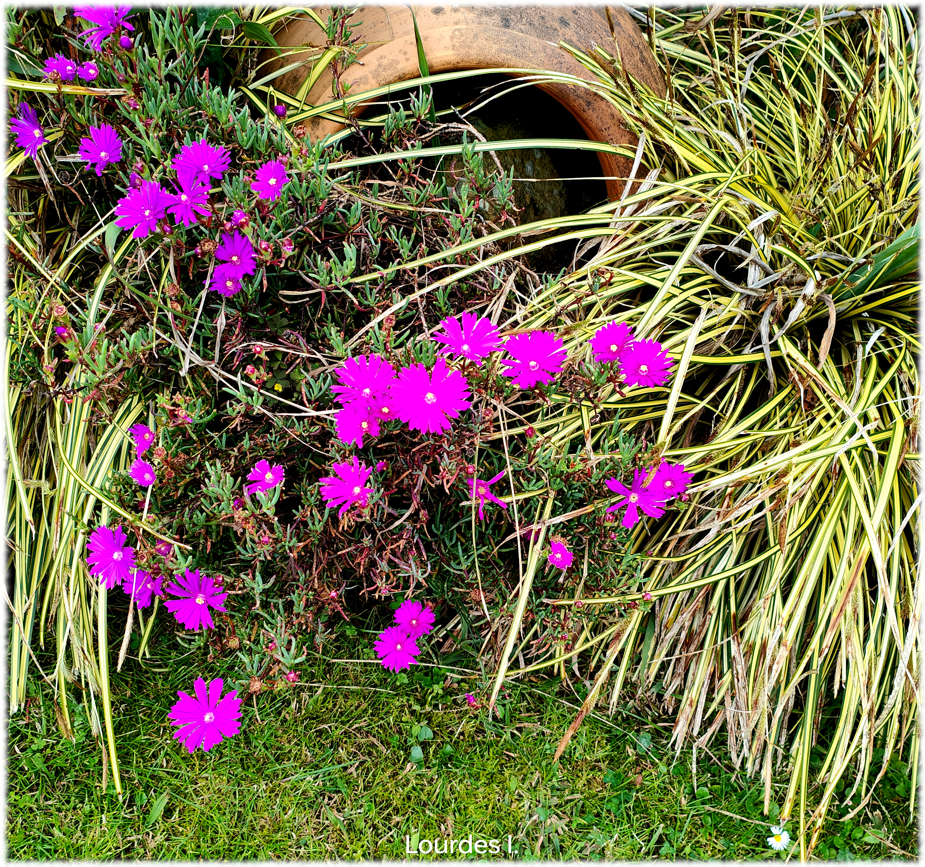 Lampranthus