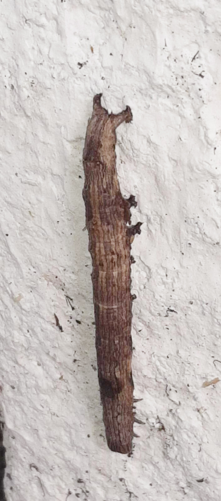 WhatsApp Image 2023-03-13 at 11.10.36 AM.jpeg