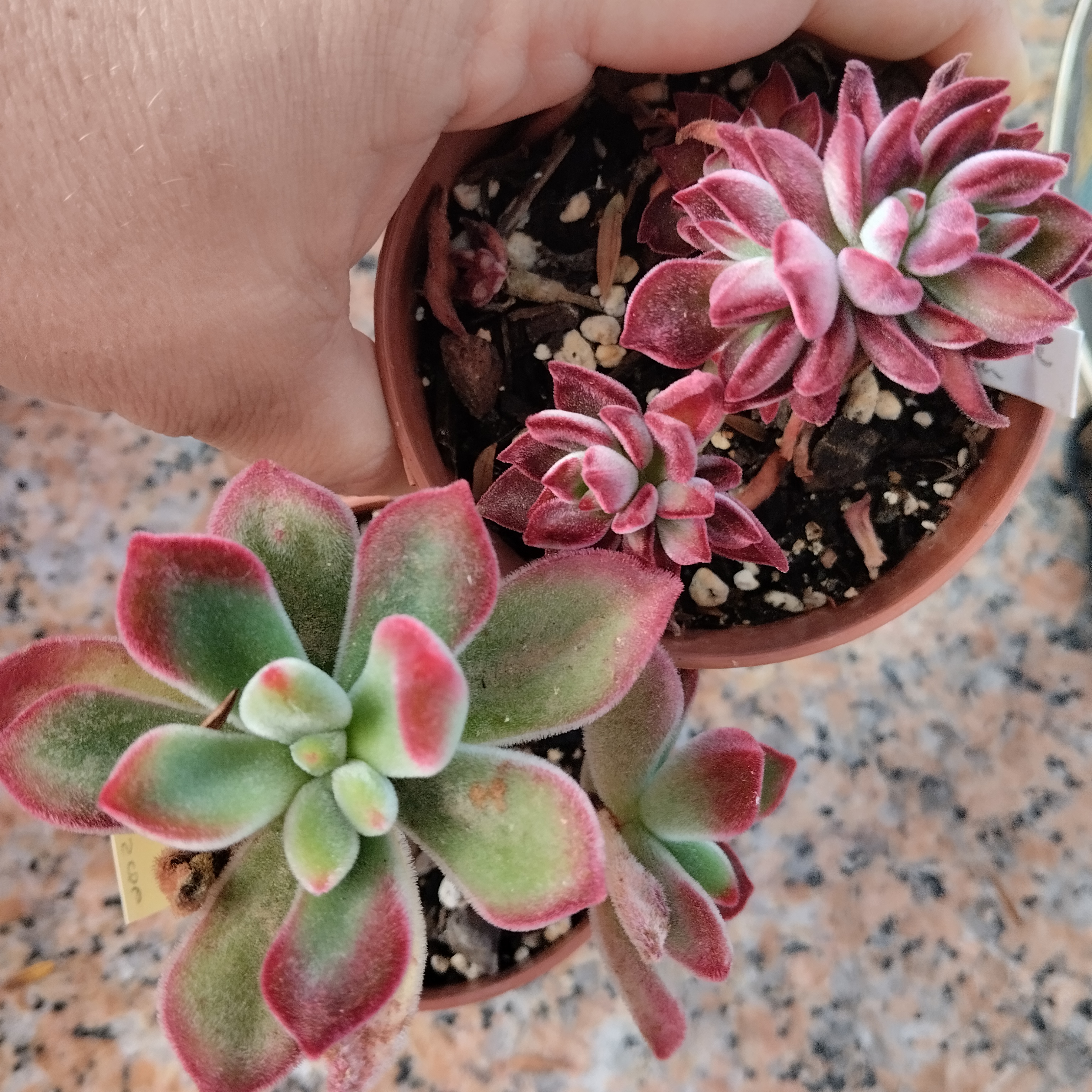 Las dos