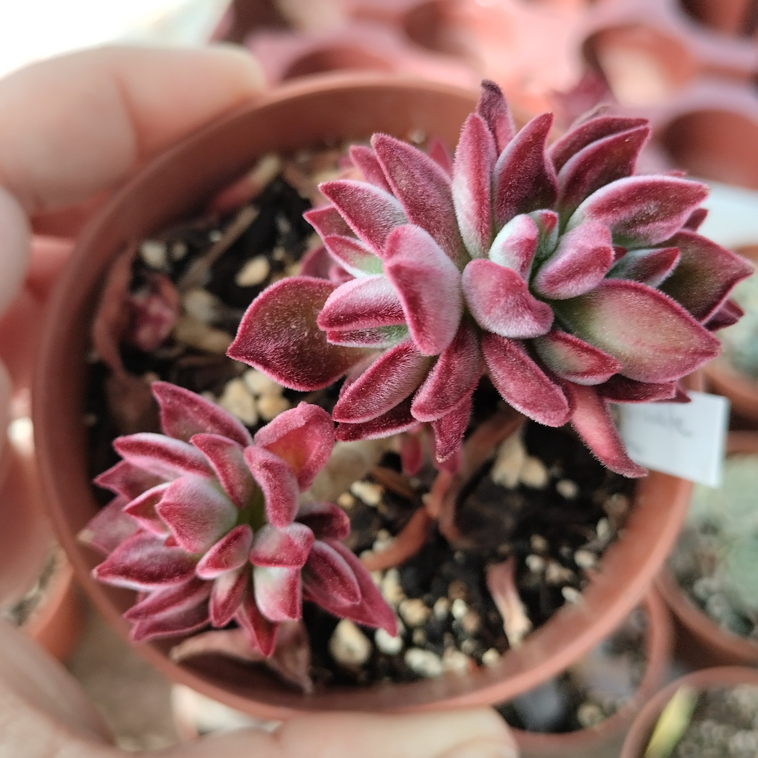 echeveria pulvinata ruby