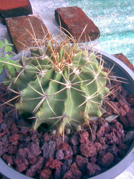 Ferocactus sp.jpg