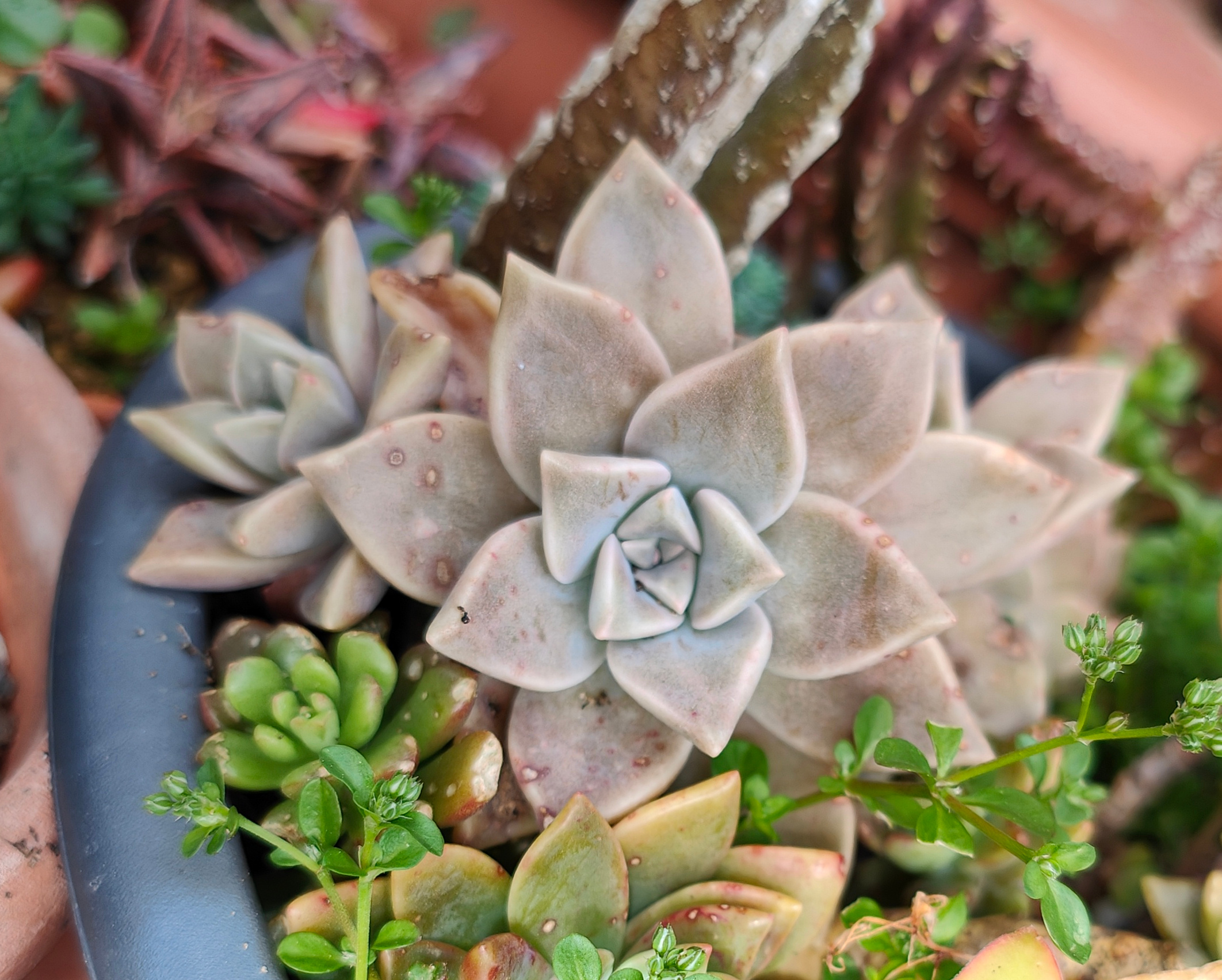 Graptopetalum paraguayense