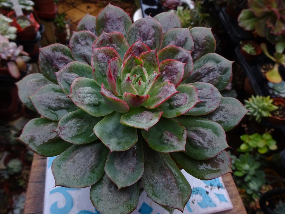 Echeveria Parva x Rain Drops.JPG