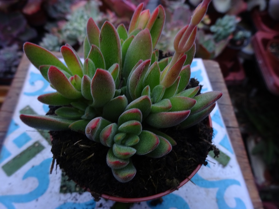 Crassula ausensis 'Littlewoodii'.JPG