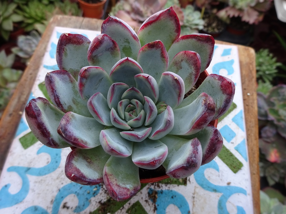 Echeveria pulidonis x colorata fa. brandtii.JPG