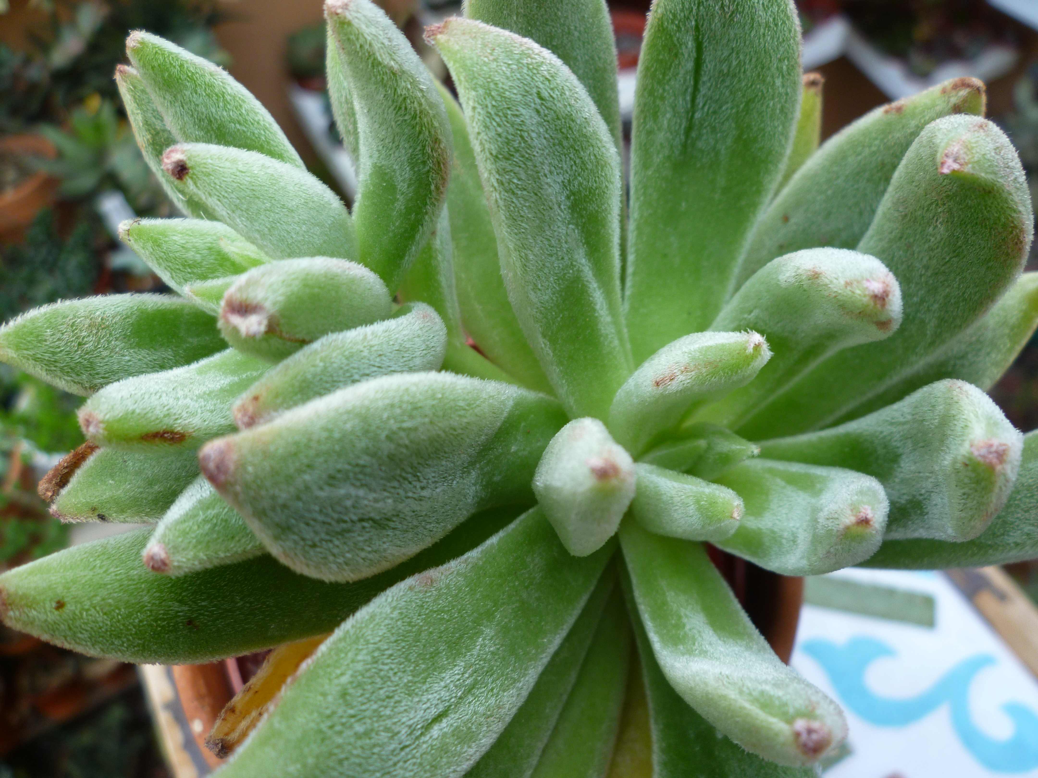 Echeveria Icycle(E. agavoides x E. leucotricha).JPG