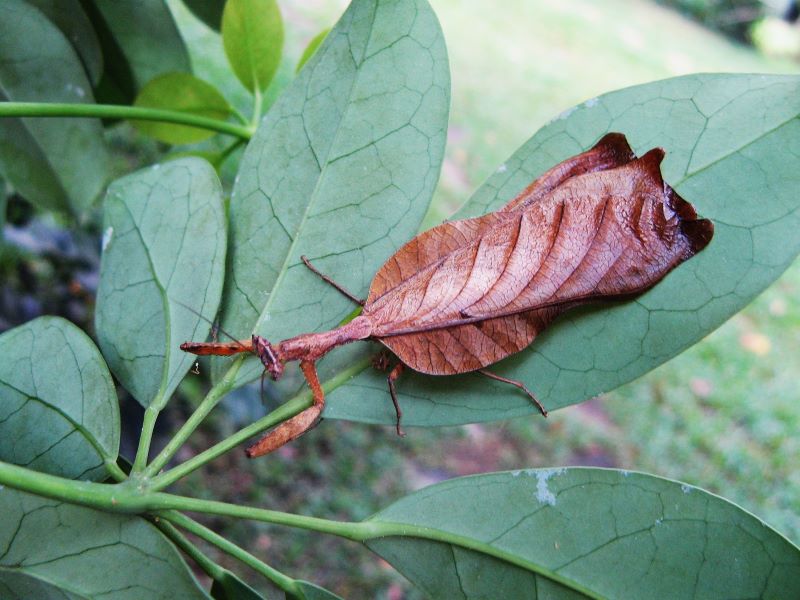 mantis (7).jpg