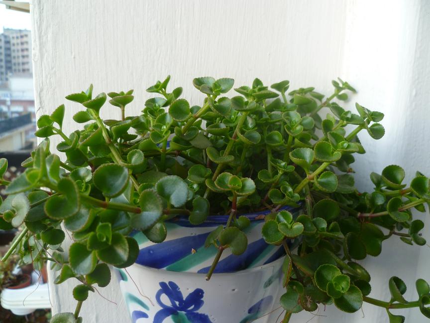 Crassula sphathulata.JPG