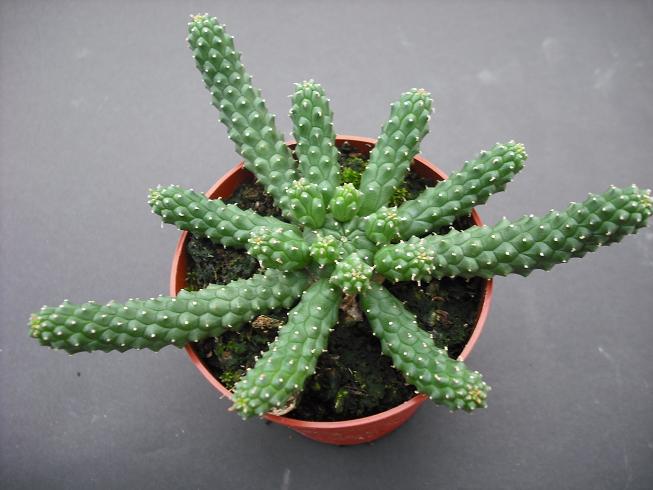 euph. caput-medusae M6,5