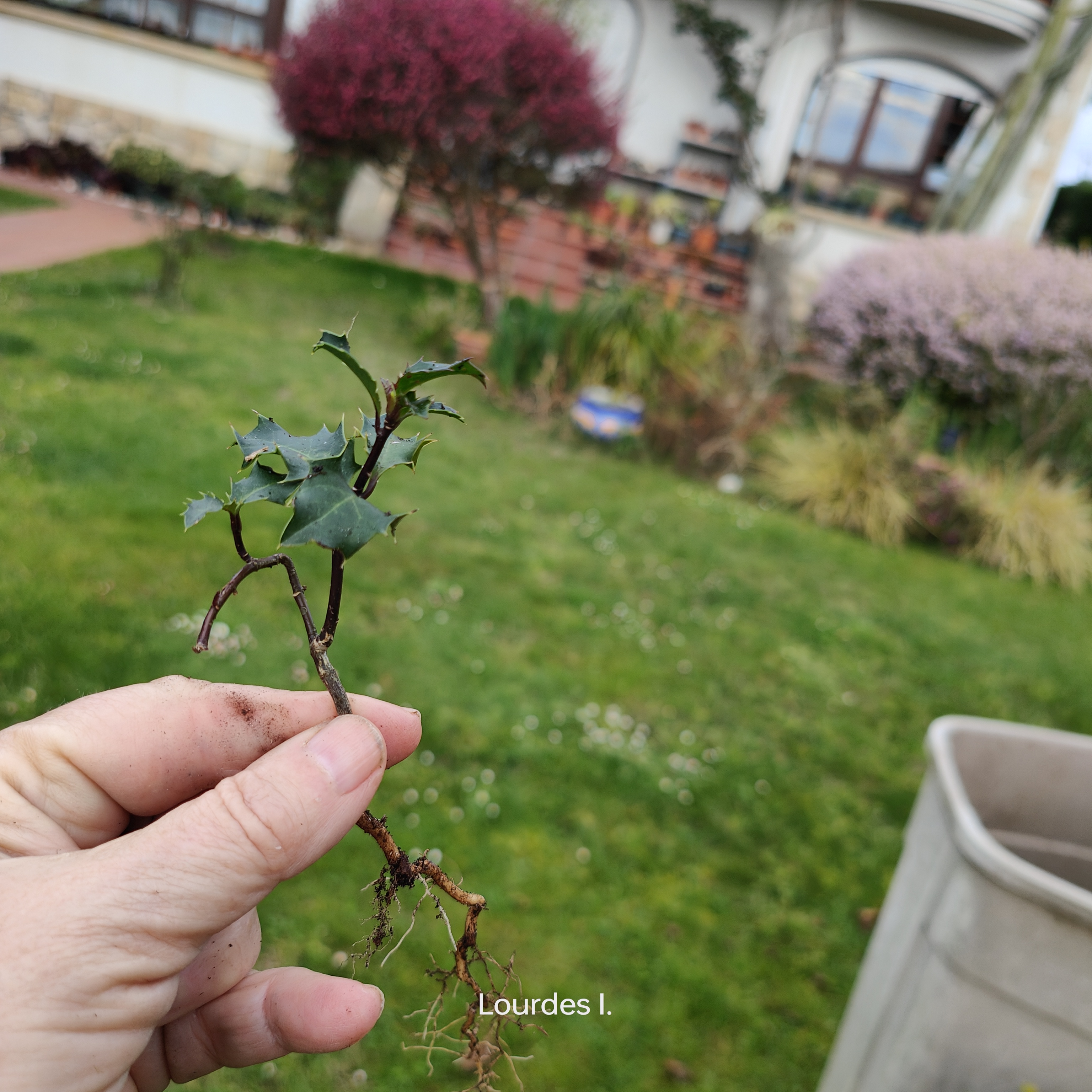 una plantita no mala hierba, una semilla de acebo que los pájaros han transportado. Es una pena, pero si me pusiera a arrancar acebos pequeñitos hoy seguro que pasaba de los 30.