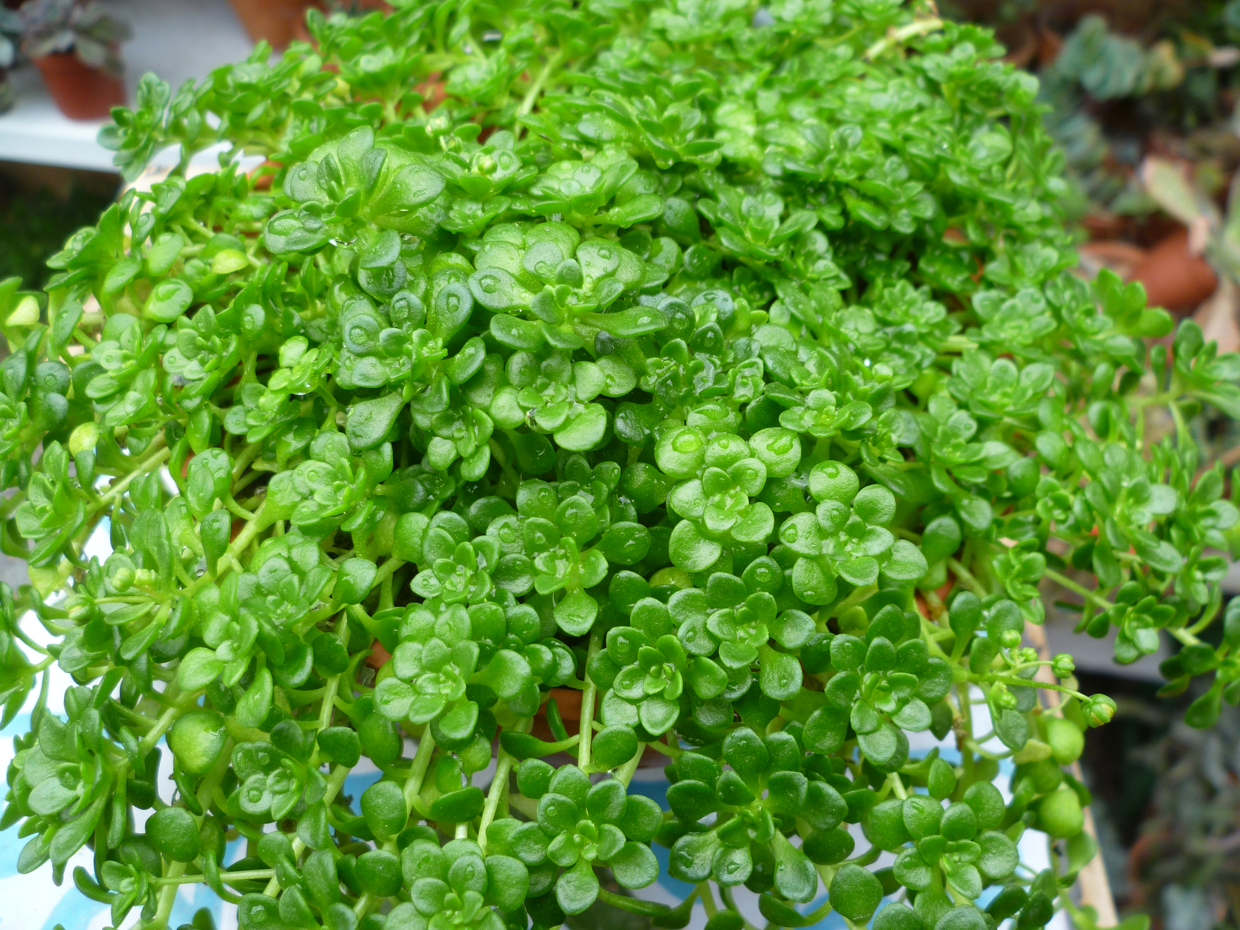 surculosum var. luteum.JPG