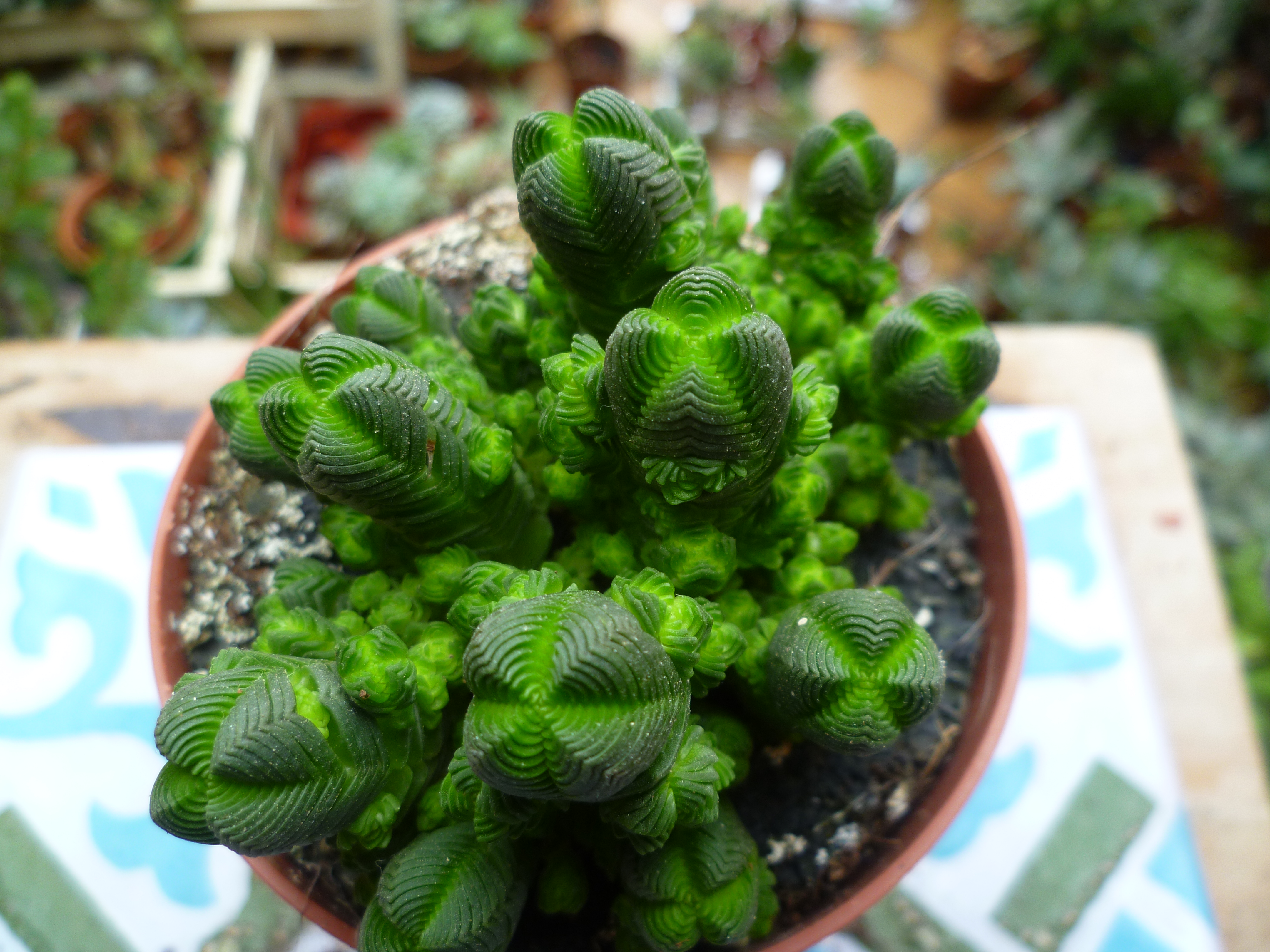 crassula pyramidalis.JPG