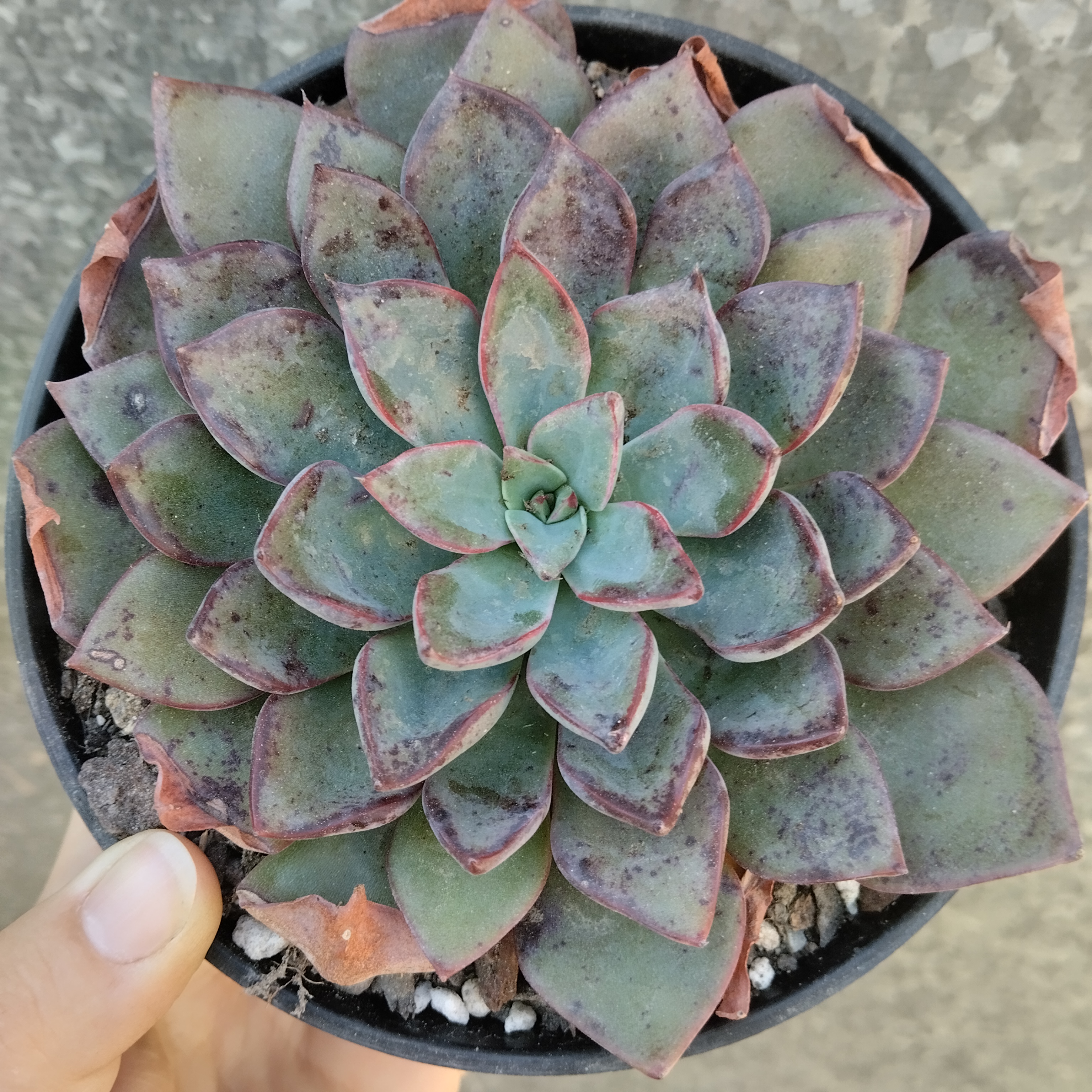 Echeveria riga