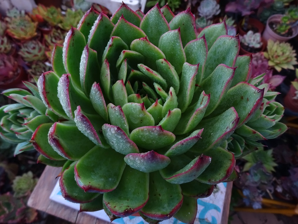 Echeveria simulans x  Maria Cristina.JPG