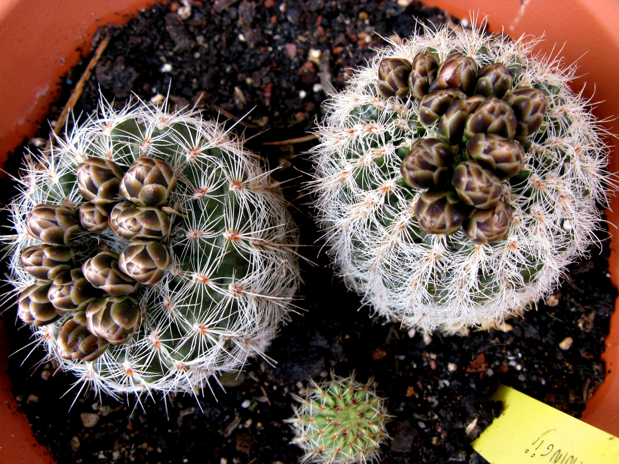 Gymnocalycium bruschii