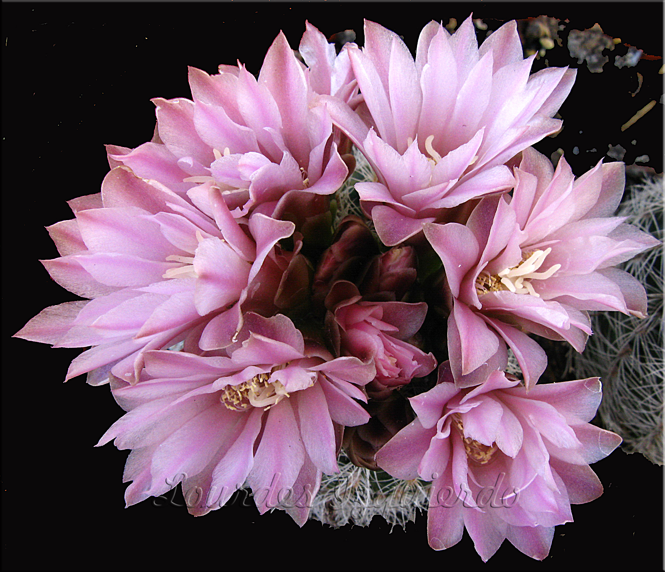 Gymnocalycium bruschii