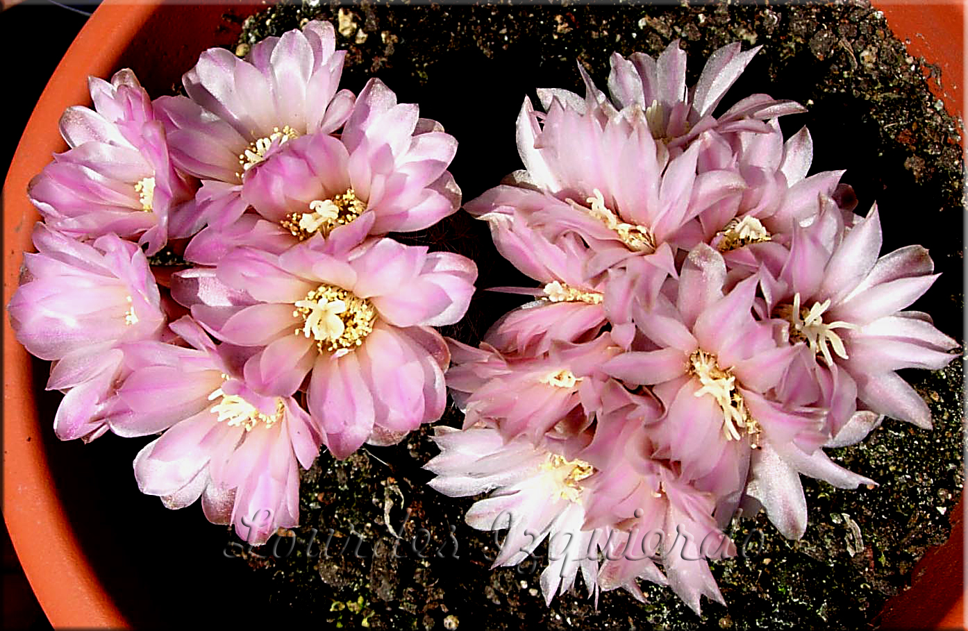 Gymnocalycium bruschii