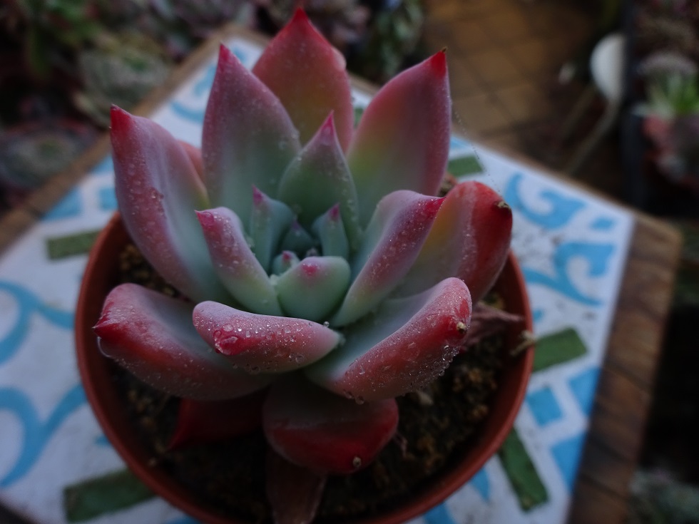 Echeveria  colorata fa. brandtii.JPG