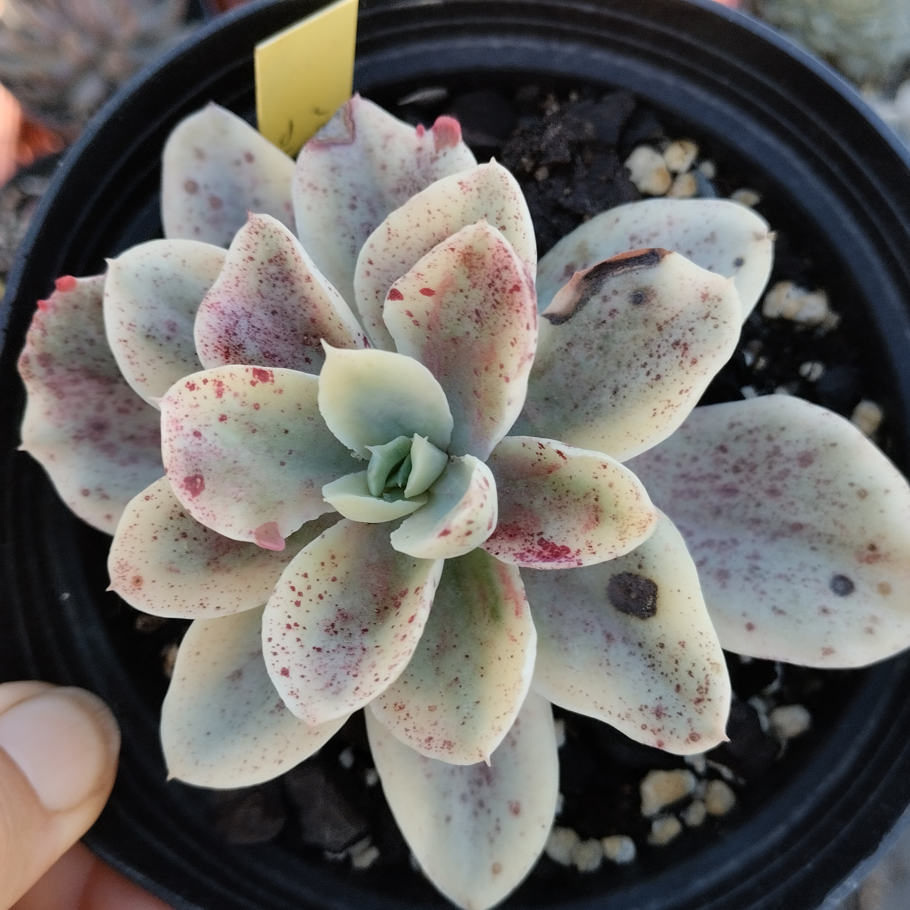 echeveria moon river