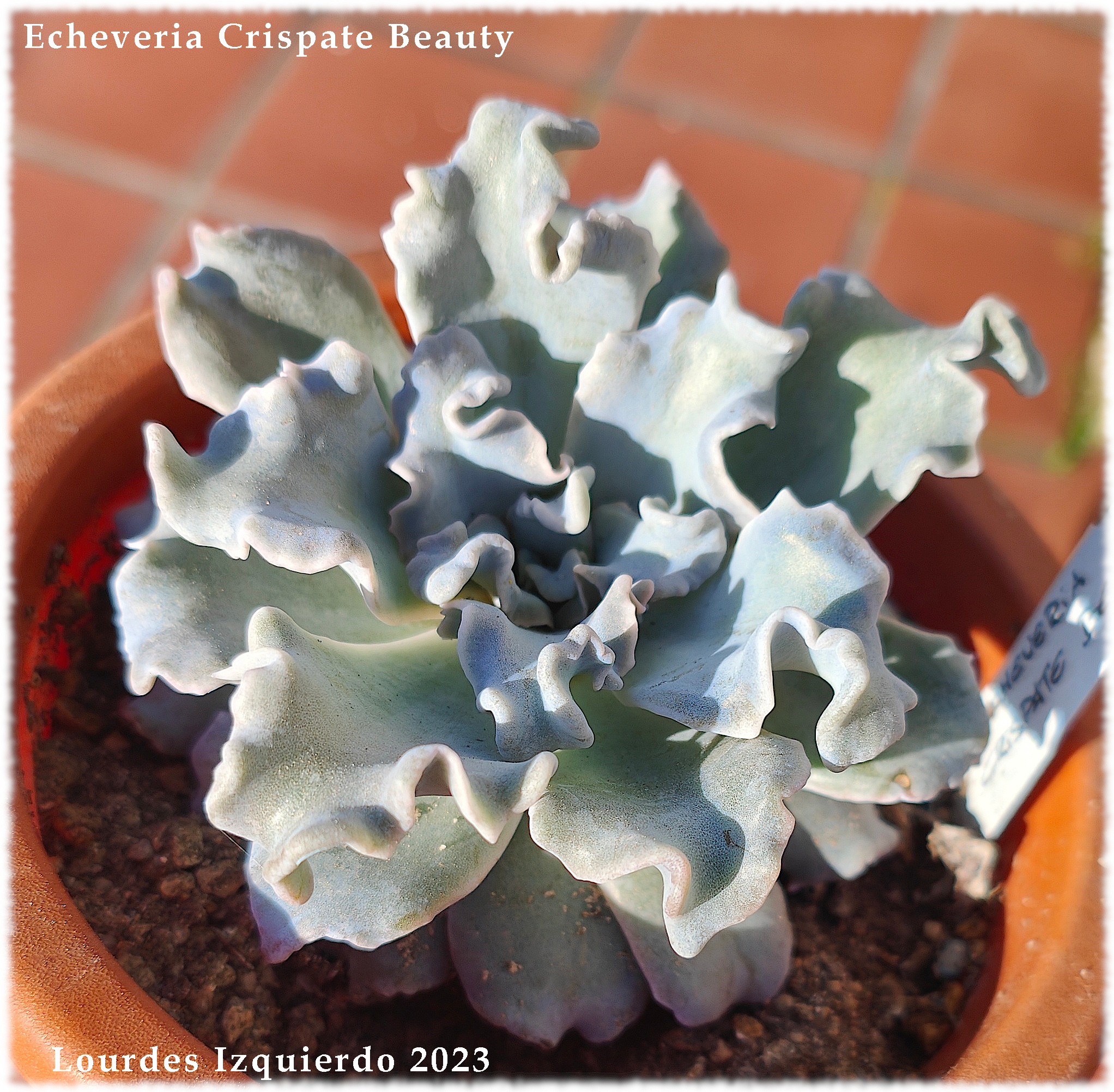 Echeveria Crispate Beauty