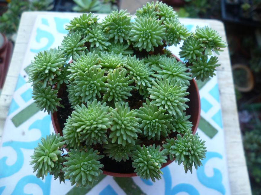 Sedum multiceps.JPG