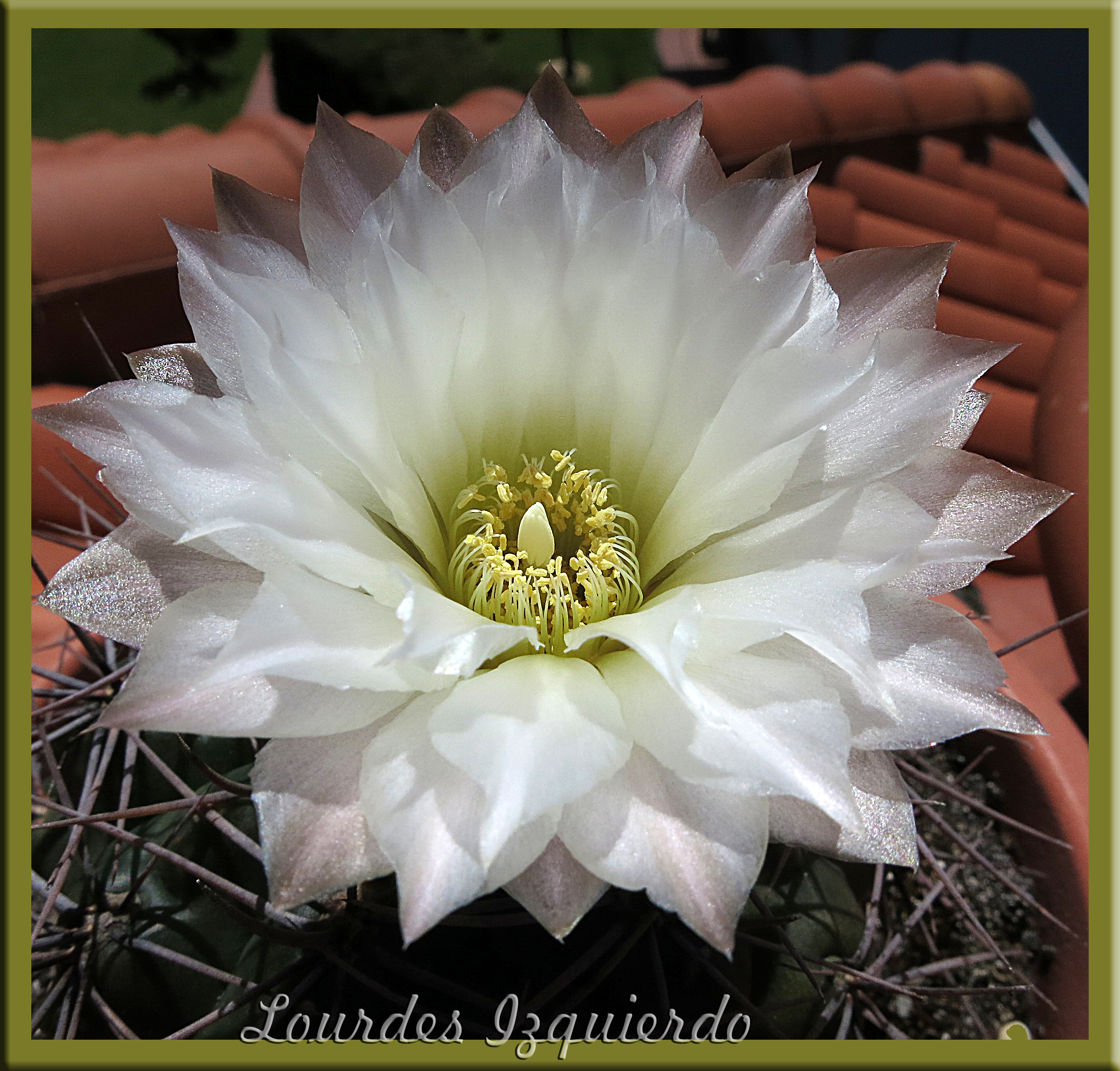 478. Gymnocalycium gibbosum ssp gibbosum.jpg