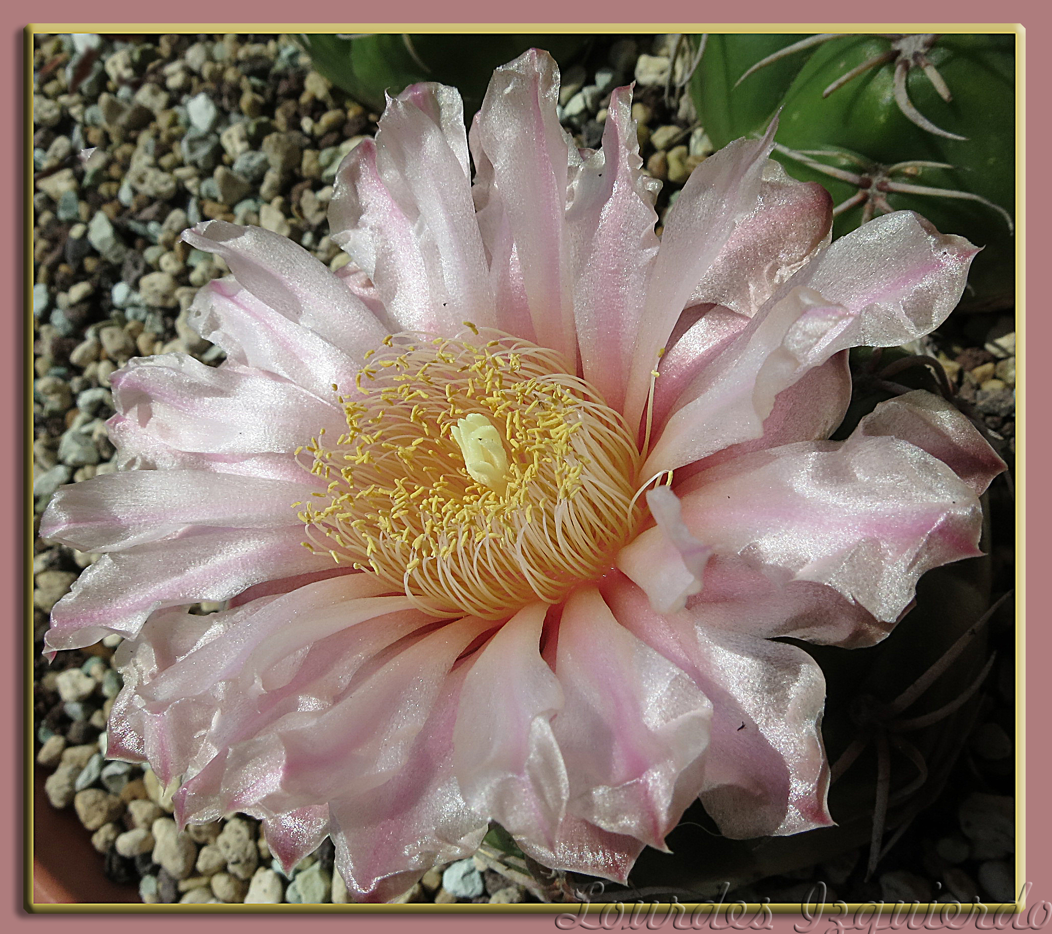 514. Gymnocalycium monvillei.jpg