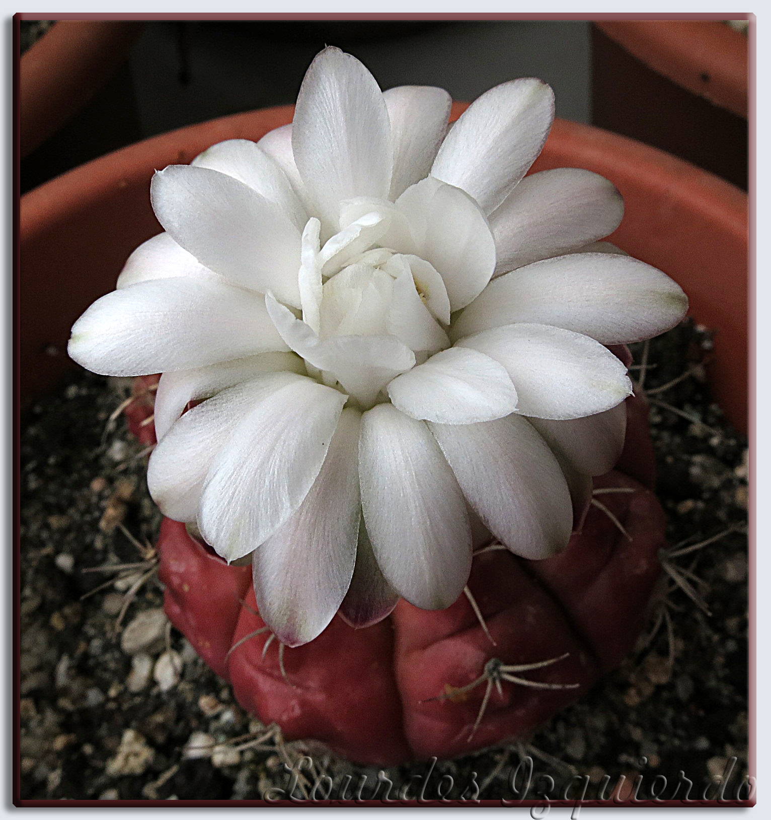 525. Gymnocalycium damsii v. tucavocense.jpg