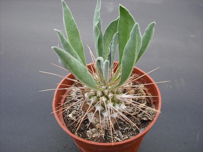 pachy. namaquanum M8,5