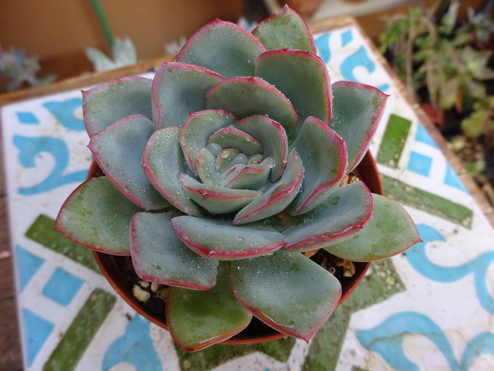 Echeveria Selena by Chang-jo & Air-Magic.JPG