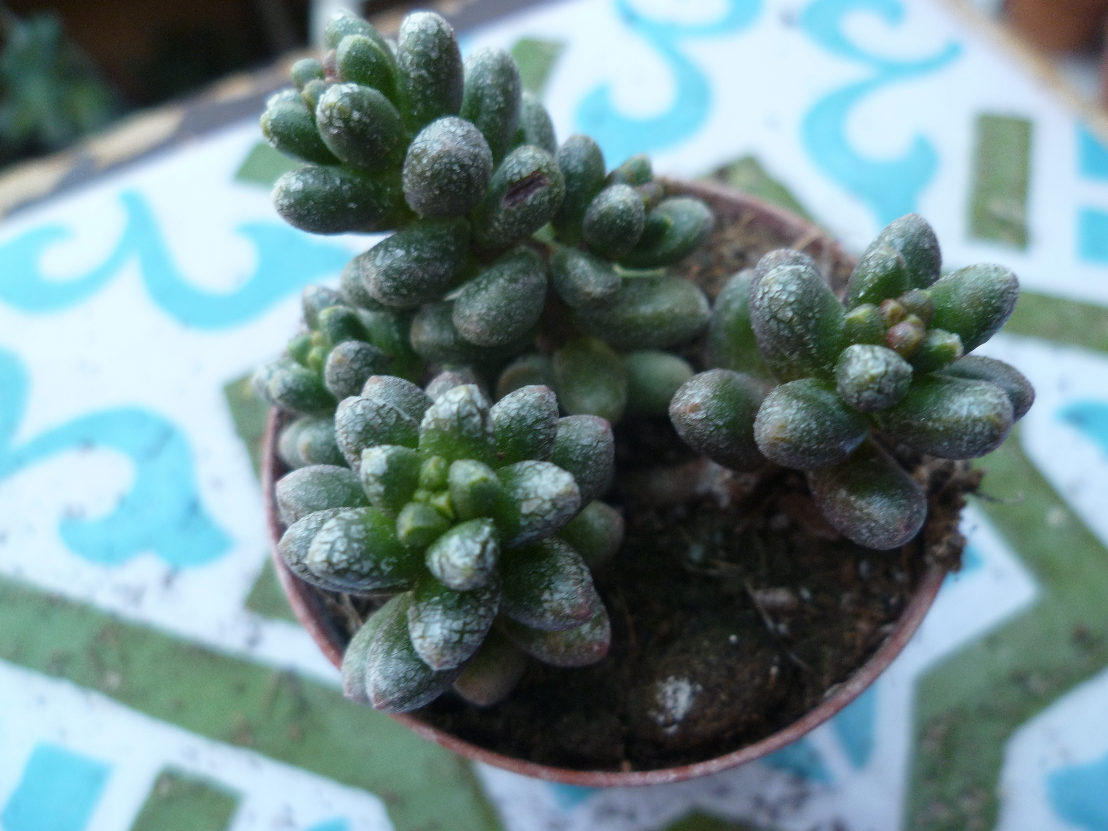 Sedum furfuraceum.JPG