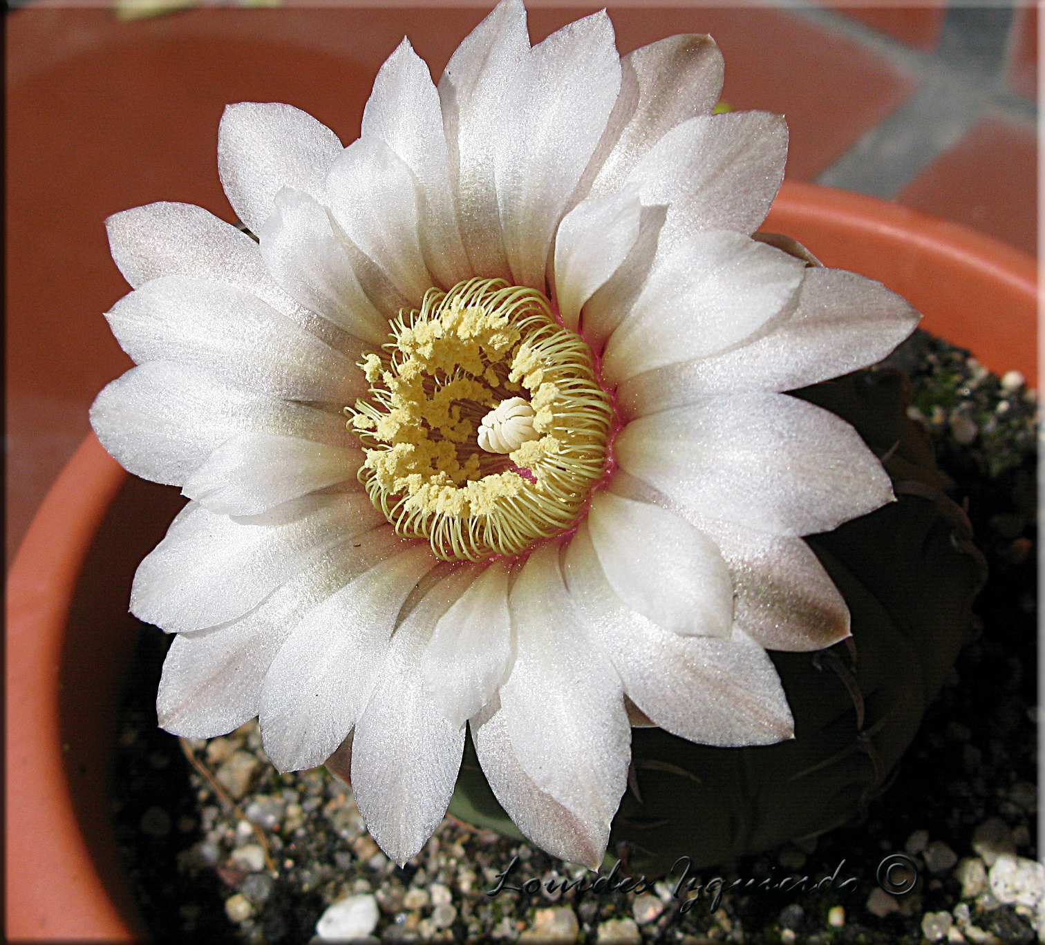 889. Gymnocalycium vatteri.jpg