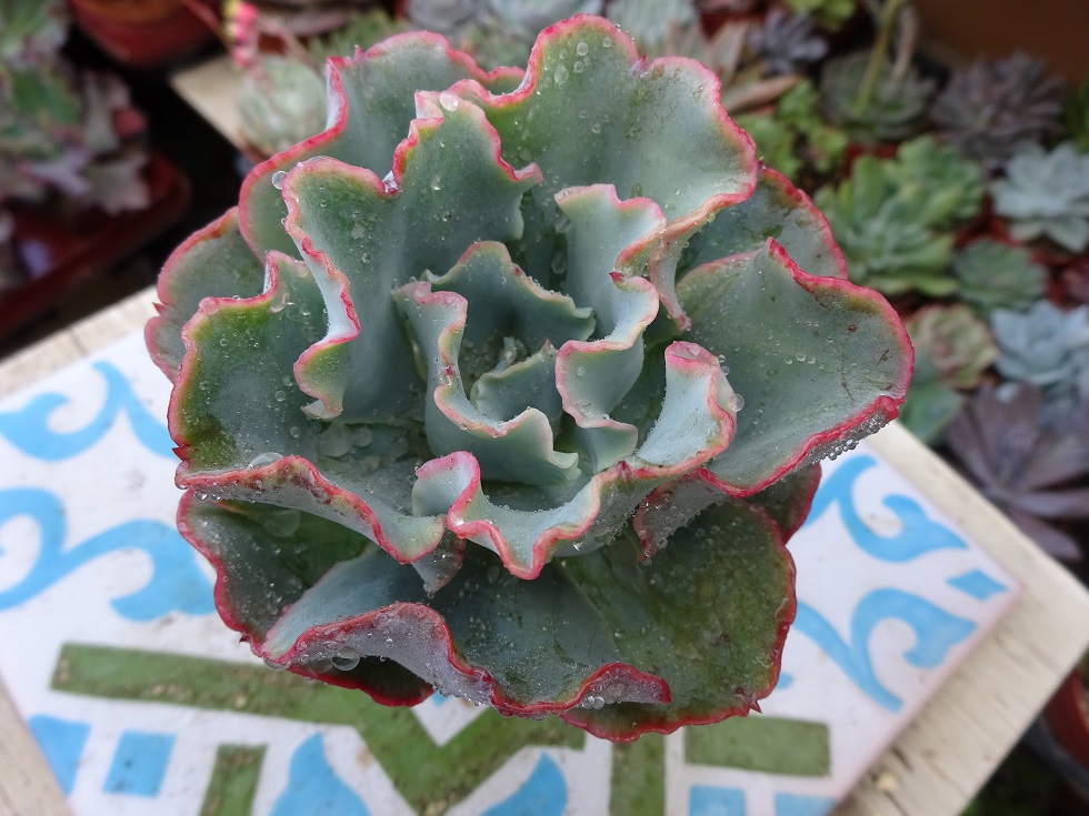 Echeveria Aquarius.JPG