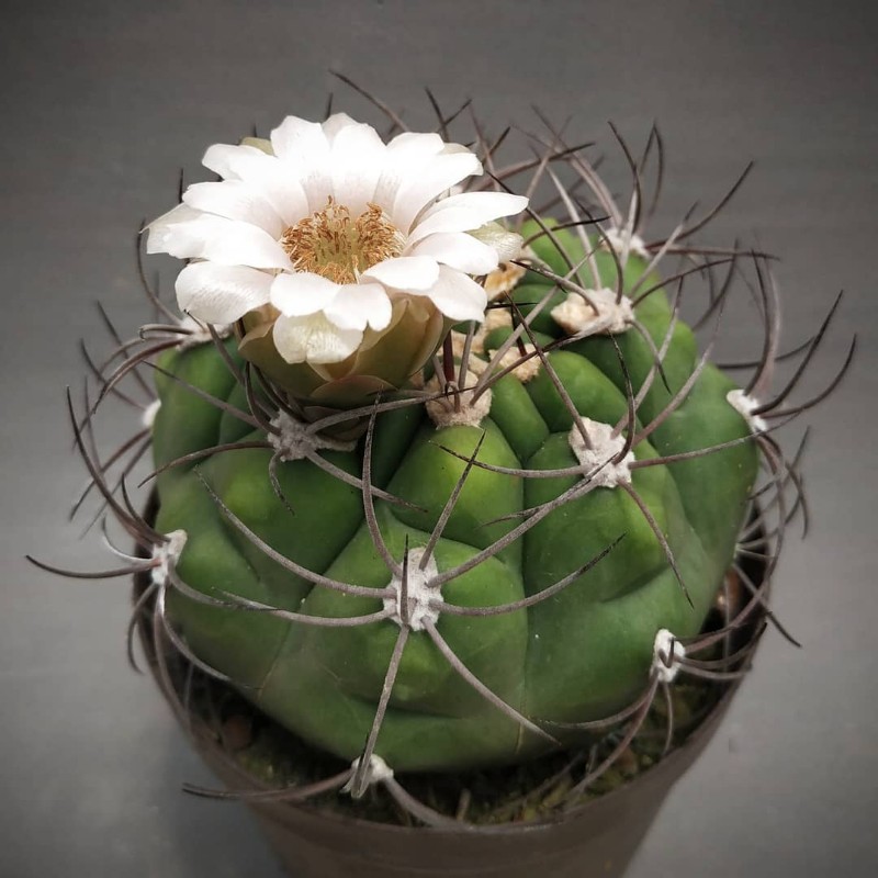 Gymnocalycium chiquitanum