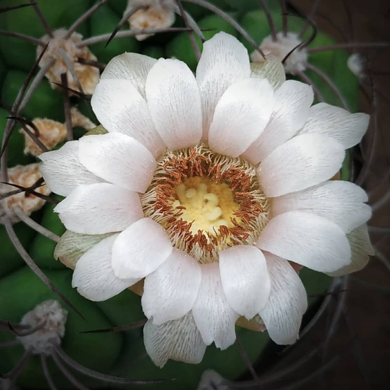 Gymnocalycium chiquitanum