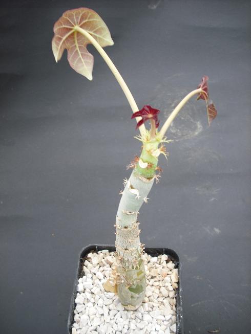 jatropha podagrica M9x9