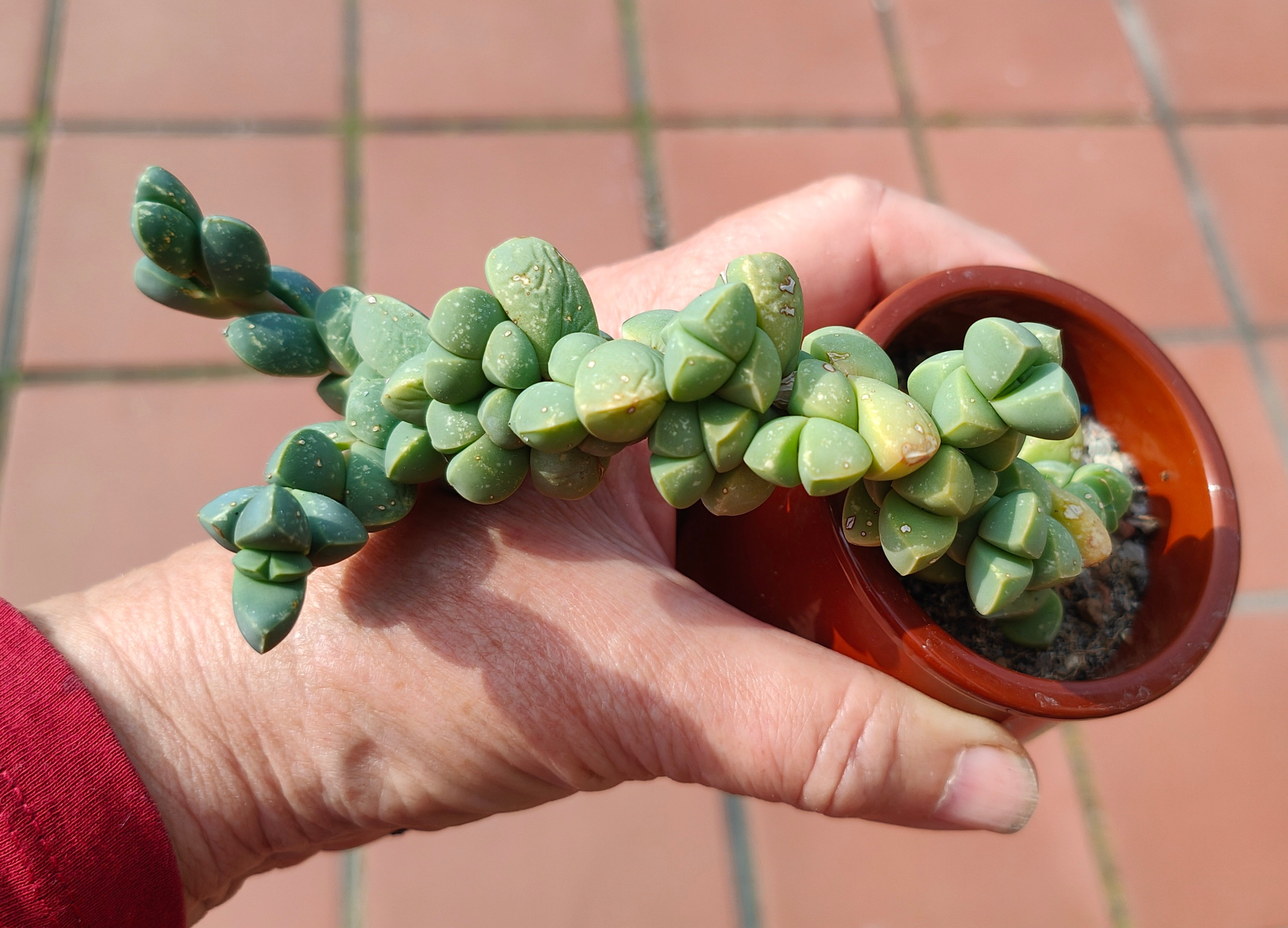 el esqueje plantado en recipiente de cuajada