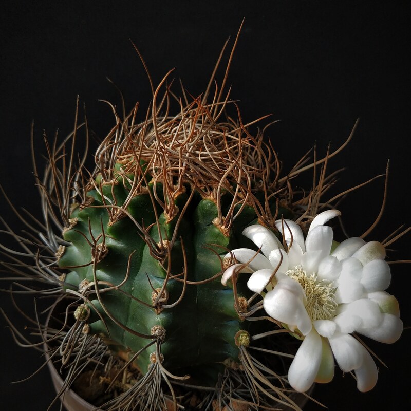 Gymnocalycium anisitsii