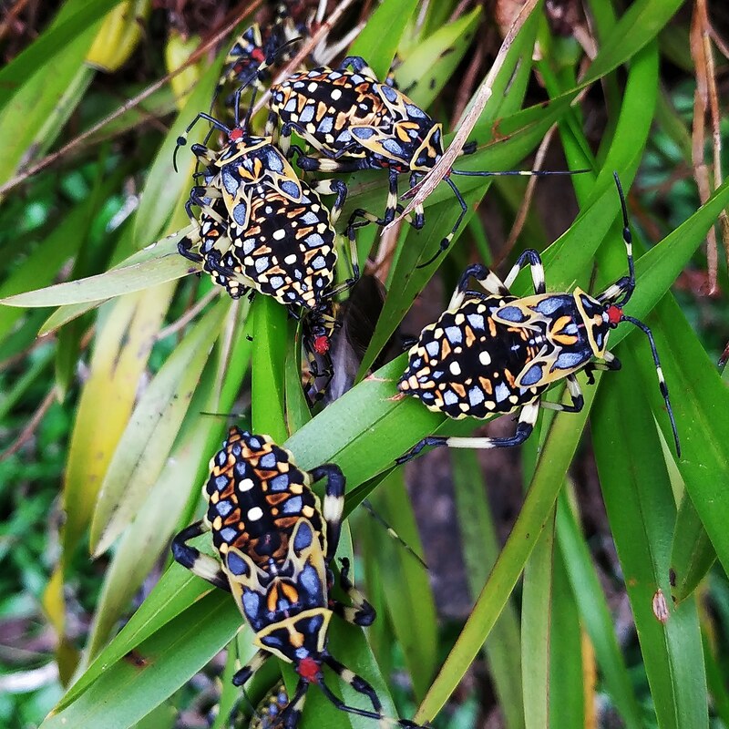 Thasus acutangulus (creo)