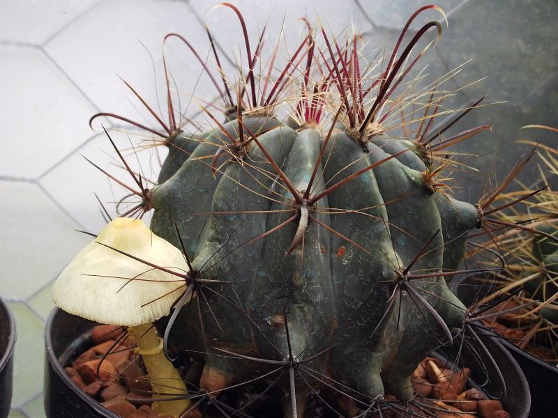 Ferocactus y hongo