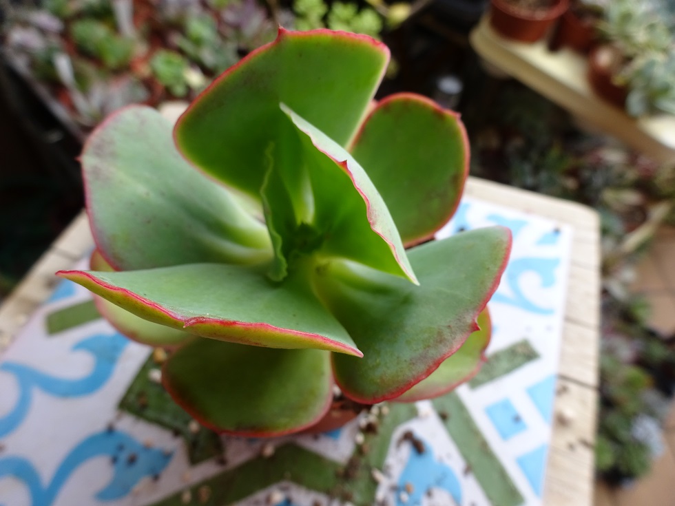 Echeveria Margrit.JPG