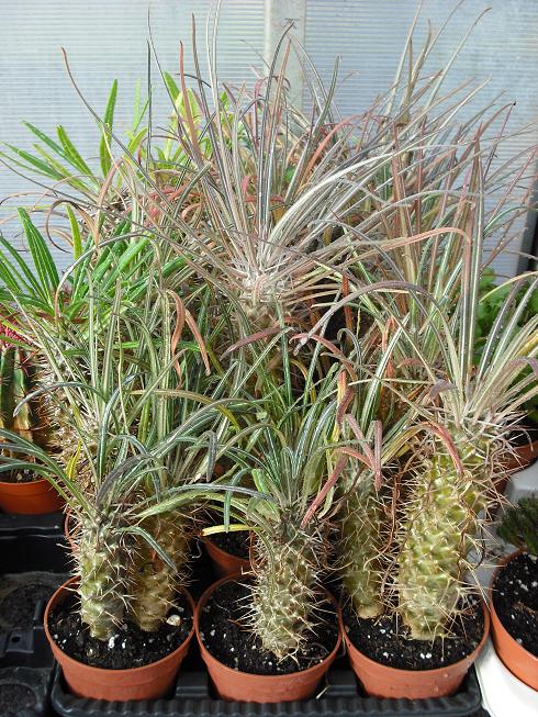 pachypodium lamerei / pachy. geayii  M10,5