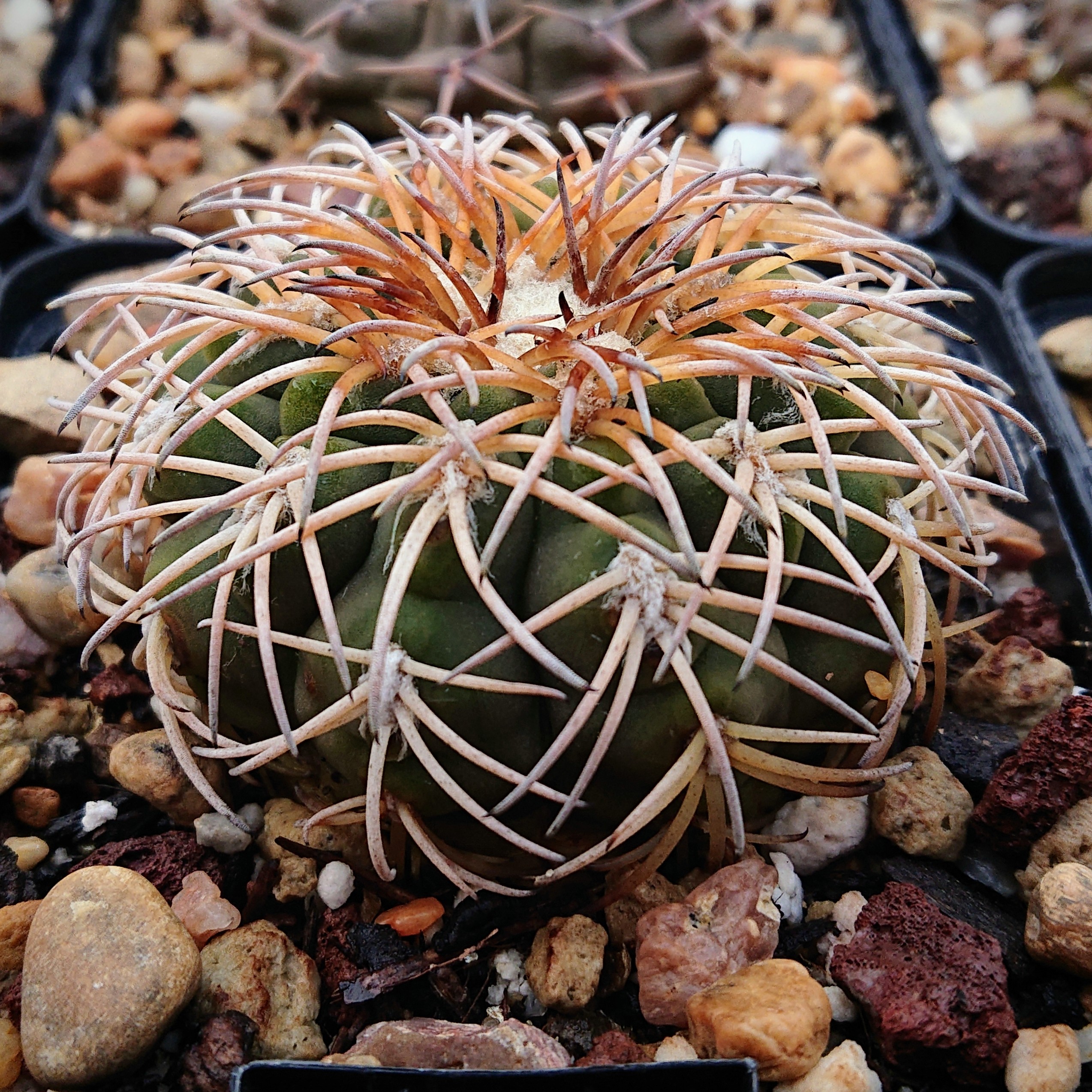 Gymnocalycium spegazzinii v. punillense