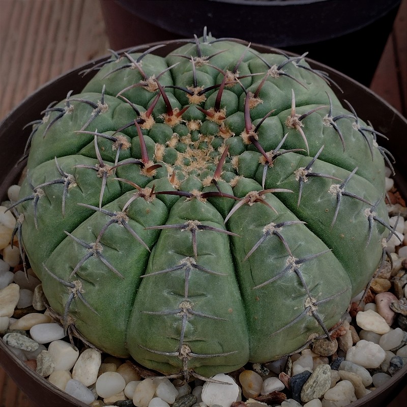 Gymnocalycium bodenbenderianum ssp paucispinum