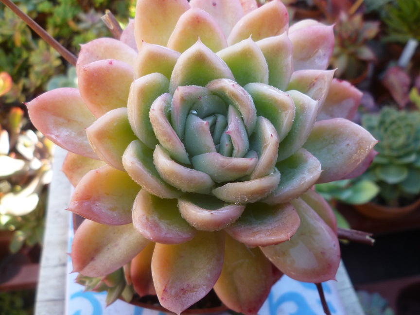 Echeveria x gilva 'Blue Surprise'.JPG