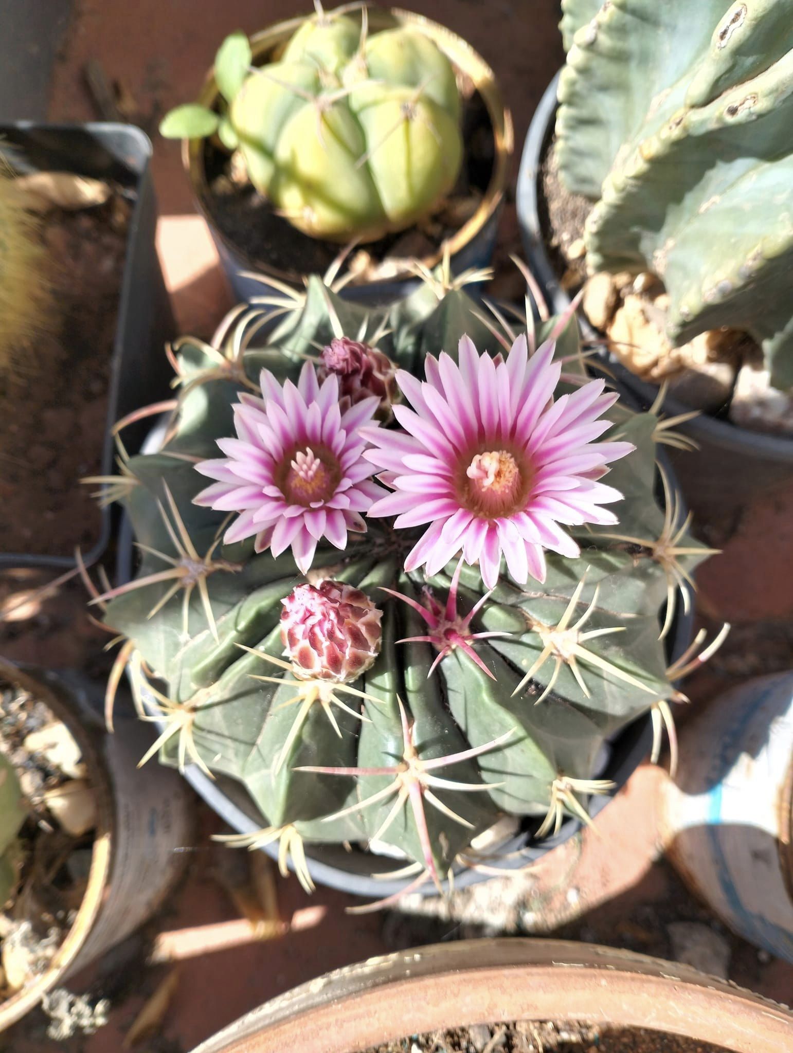 Melocactus3.jpg