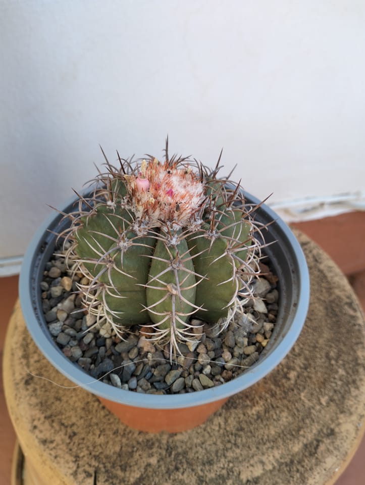 Melocactus.jpg