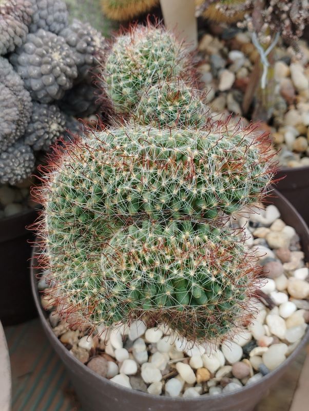 Mammillaria scheidweileriana