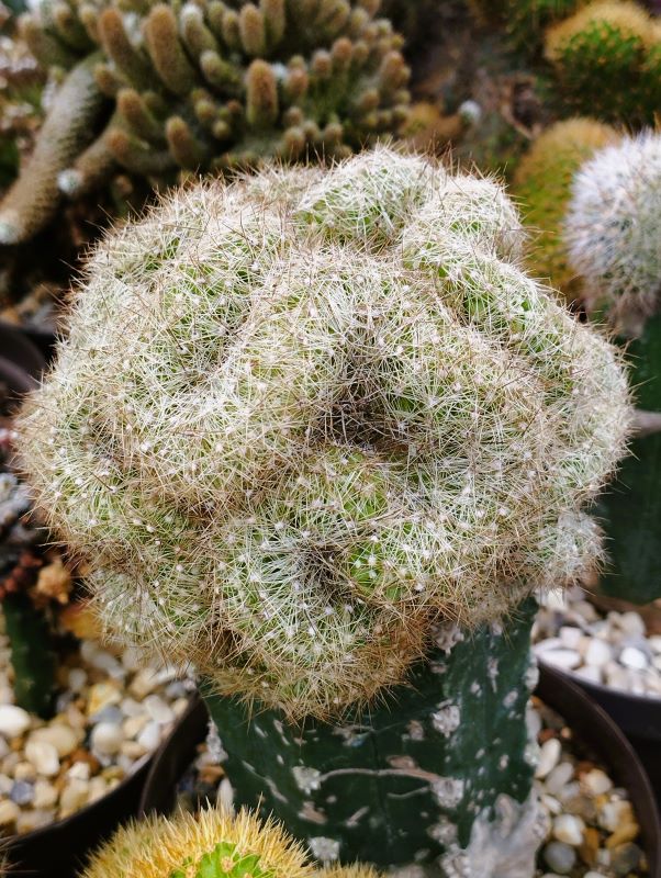 Mammillaria sp