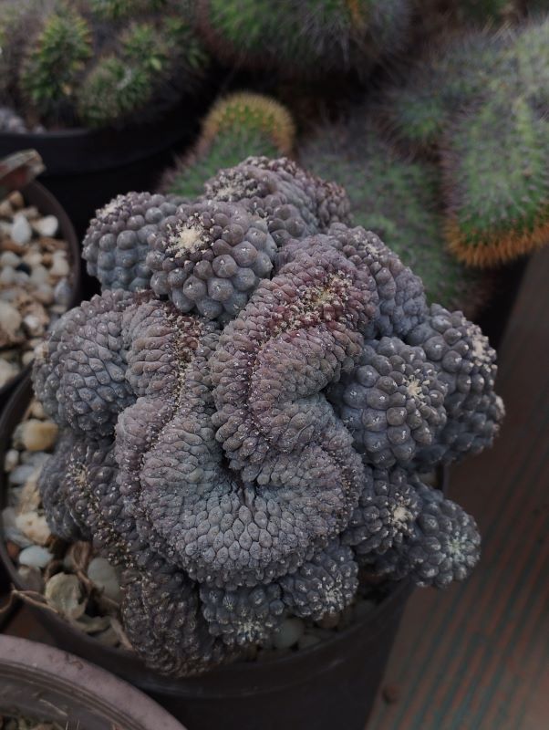 Eriosyce occulta